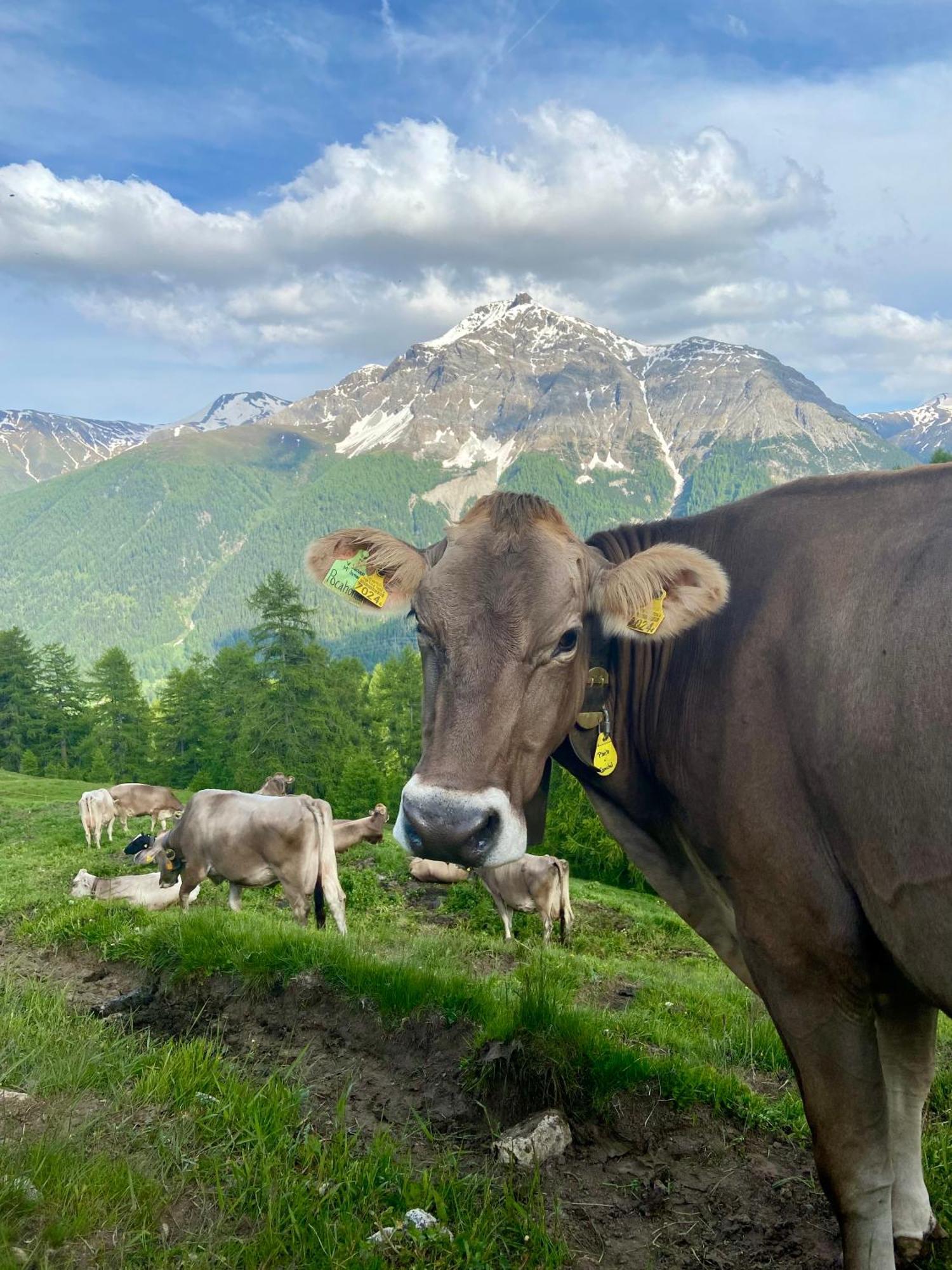 Bed and Breakfast Alp Es-Cha Dadour Madulain Экстерьер фото